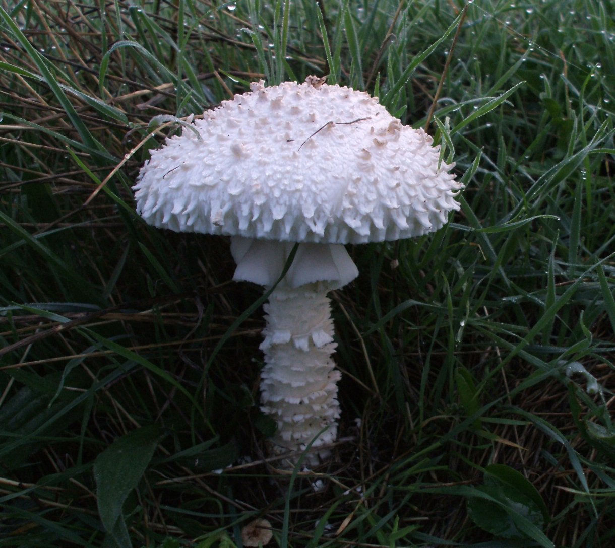 Amanita vittadinii . Specie da proteggere.